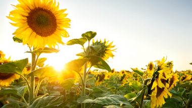Care sunt avantajele oferite de floarea soarelui si cum poate fi cultivata?