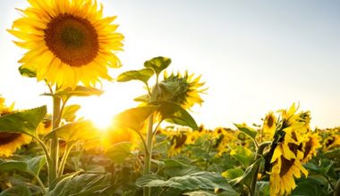 Care sunt avantajele oferite de floarea soarelui si cum poate fi cultivata?