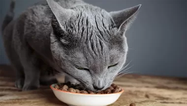 Ai grija de dieta animalului tau de companie  cu cea mai buna hrana pentru pisici