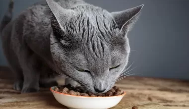 Ai grija de dieta animalului tau de companie  cu cea mai buna hrana pentru pisici