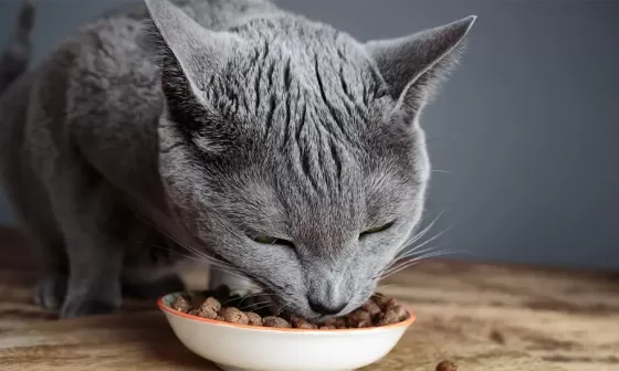 Ai grija de dieta animalului tau de companie  cu cea mai buna hrana pentru pisici