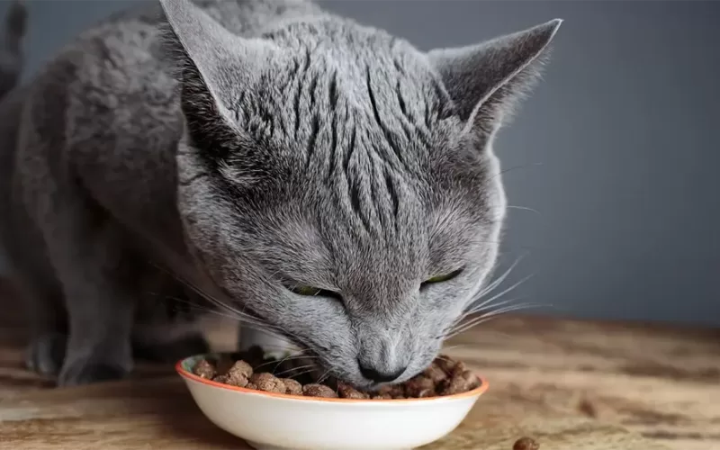 Ai grija de dieta animalului tau de companie  cu cea mai buna hrana pentru pisici