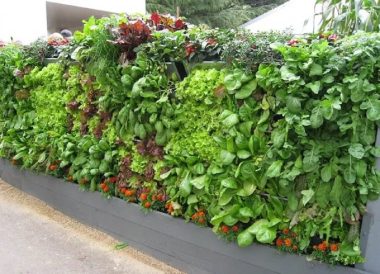Cresteti-va propriile legume in livezile verticale