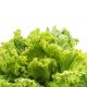 Cum se cultiva salata si care sunt beneficiile ei pentru sanatate