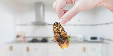 Cum sa impiedicati gandacii sa intre in casa?