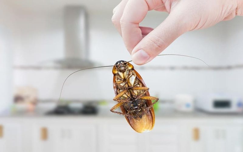 Cum sa impiedicati gandacii sa intre in casa?