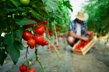 Cand sa plantezi rosii? Cum sa creasca rosiile pas cu pas