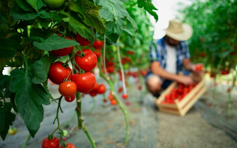 Cand sa plantezi rosii? Cum sa creasca rosiile pas cu pas