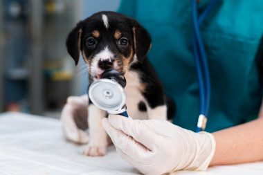 Cum trebuie să decurgă relația cu un veterinar din capitală