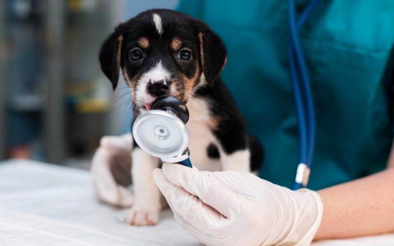 Cum trebuie să decurgă relația cu un veterinar din capitală