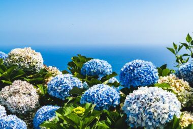 Cum să îngrijești Hortensia - "Vanille-Fraise"? Iată informațiile pe care trebuie să le știi pentru a te bucura de frumusețea florilor sale!
