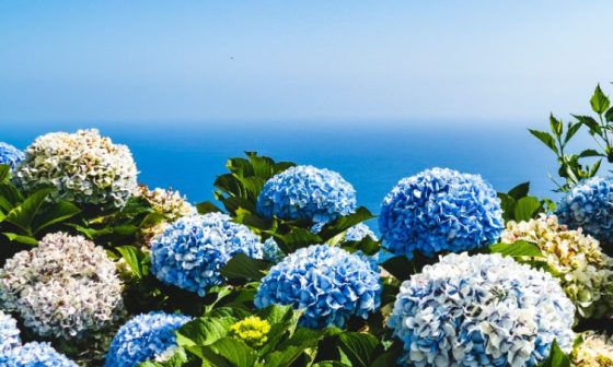 Cum să îngrijești Hortensia - "Vanille-Fraise"? Iată informațiile pe care trebuie să le știi pentru a te bucura de frumusețea florilor sale!