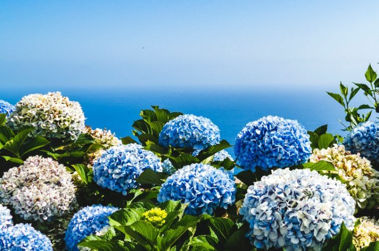 Cum să îngrijești Hortensia - "Vanille-Fraise"? Iată informațiile pe care trebuie să le știi pentru a te bucura de frumusețea florilor sale!