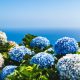 Cum să îngrijești Hortensia - "Vanille-Fraise"? Iată informațiile pe care trebuie să le știi pentru a te bucura de frumusețea florilor sale!