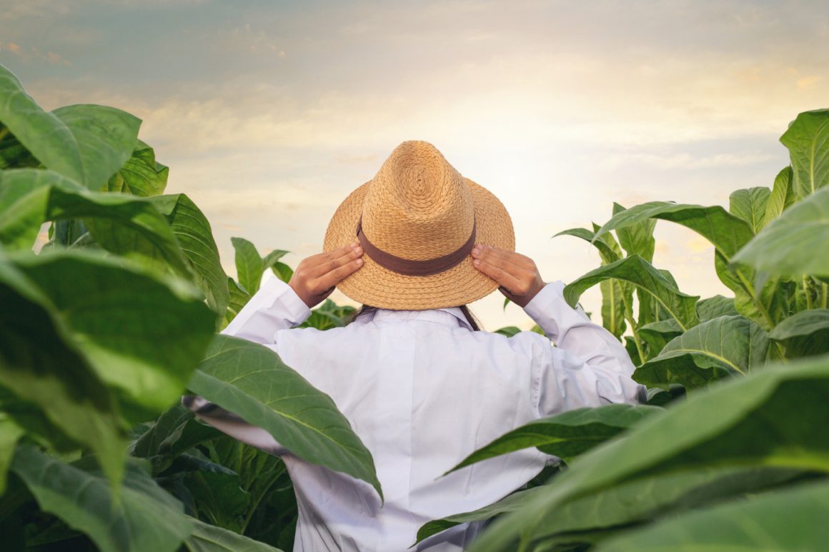 O Călătorie prin Timp: Istoria Fascinantă a Plantării Tutunului