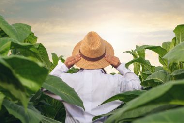 O Călătorie prin Timp: Istoria Fascinantă a Plantării Tutunului