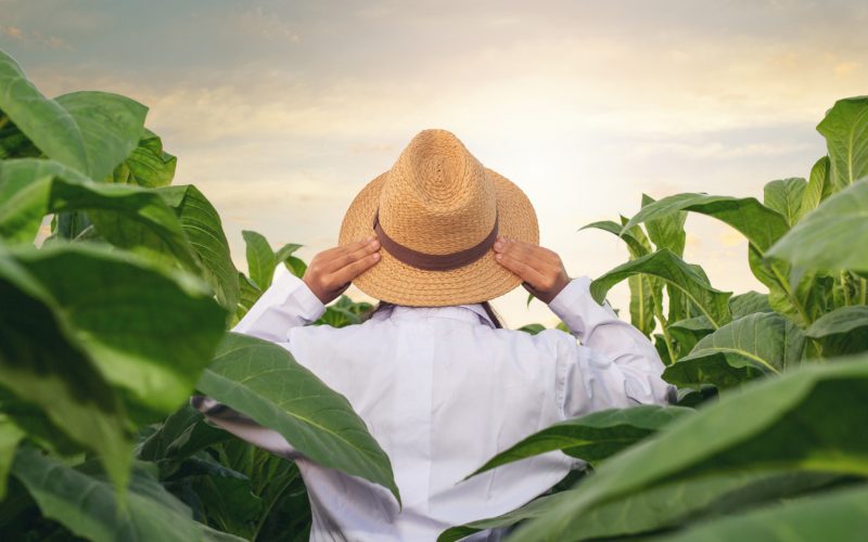 O Călătorie prin Timp: Istoria Fascinantă a Plantării Tutunului