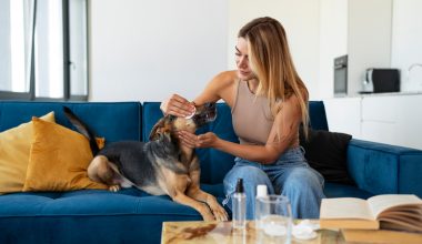 Cateva sfaturi de nutriție pentru câinele tău
